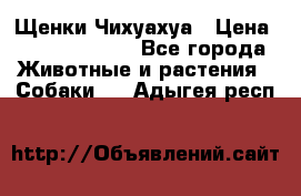 Щенки Чихуахуа › Цена ­ 12000-15000 - Все города Животные и растения » Собаки   . Адыгея респ.